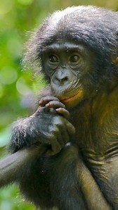 58K views · 206 reactions | "Make love not war!  Bonobos sind außergewöhnlich friedfertig. Weil sie außergewöhnlich viel Sex haben? ⏩ arte.app.link/Bonobos | Arte | Facebook