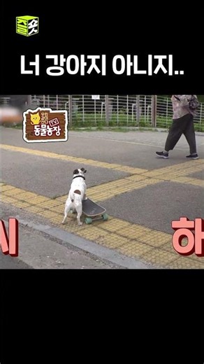 매너견 #달리 #DALI #TV동물농장 #shorts