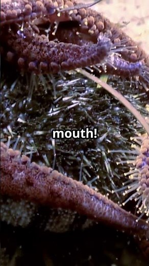 Starfish Eat By Turning Their Stomachs Inside Out!