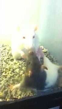 Rats mating