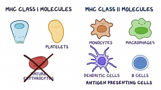 Video: MHC class I and MHC class II molecules - Video Explanation! | Osmosis | Osmosis