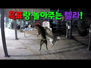 For the first time since coming to Jindo, female Lela plays with male black panthers!