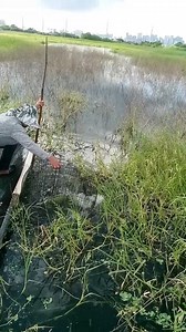 Fish trap tilapia 🐟🐟 #fishing #trap #tilapia #highlight | Randy Pimentel