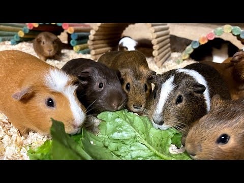 Live Feeding With Guinea Pigs!!!!!!!!!!!