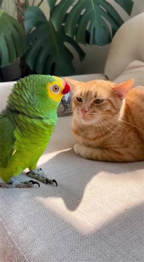 HAHA this is soo funny | Animal LOL Factory