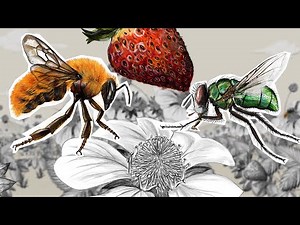 The importance of pollinators in crops