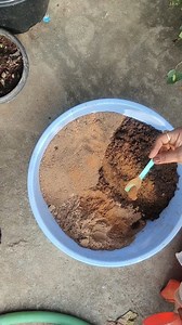 28K views · 26 reactions | Perfect soil mix for Rose plants . . . . . #roseplant #soilmix #plantsofinstagram #homegrown #plantmom #plantlover #organicgardening #terracegarden #gardeningislife #gardenlove #royalgardenkumari #reelsinstagram #relitfeelit #instagood #telugugardenreels | Kumari Sarath Putta | Facebook