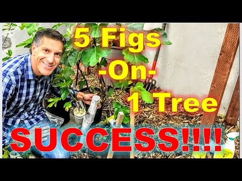 5-IN-1 FIG TREE | SPRING UPDATE | APPROACH GRAFTING TECHNIQUE