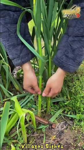 A super useful tool for removing garlic scapes 🧄⚡