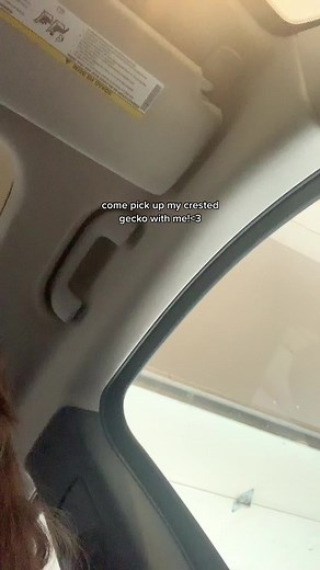 How to Catch Crested Gecko