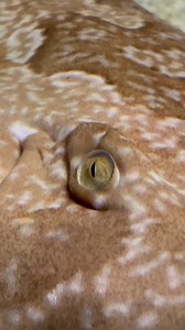 2.1K views · 52 reactions | It’s #SharkWeek Wobbegong Wednesday! 麗...