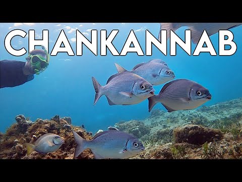 Snorkeling at Chankannab Adventure Beach Park | Cozumel Mexico