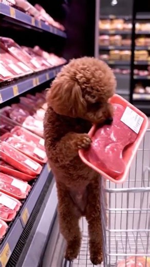Fluffy Poodle Grocery Run – Too Cute! 🍎🥕🐶