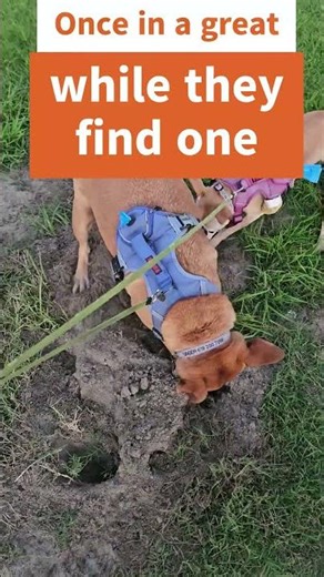 Dogs Digging for Gophers 🐾 Hilarious Backyard Moments! #Shorts