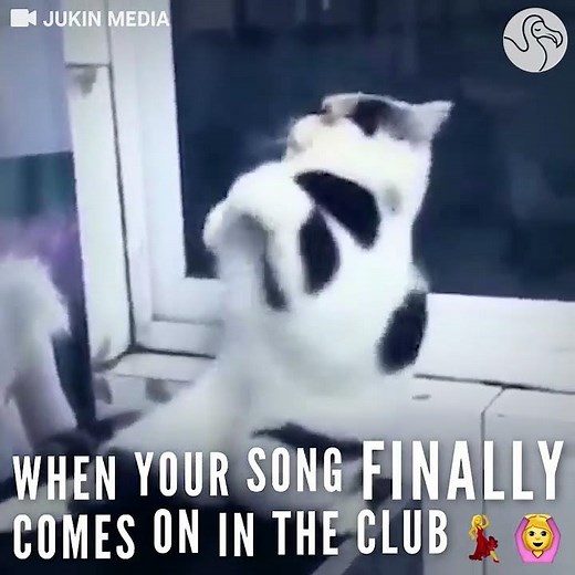 Dancing Cat Is Really Feeling His Moves