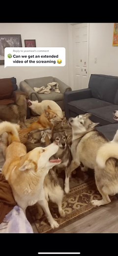 Screaming Husky Compilation: Watch Trevao and Other Huskies Howling