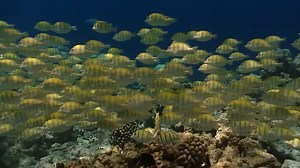 The Blue Planet S01E06 1080p BluRay HUN ENG x264-Poker