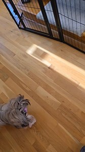 Foundational Skills are so important. They make future skills so much easier to train. Why? Because the dog understands what you want, and is confident on what & how to do what you are asking. It is not just important to teach good Foundational Skills; it is important to build them to a strong level before moving to harder skills. I focused very hard on Foundational Skills with Chia from the first day she came home, and for the next several months. This is not a video for scent work training. It