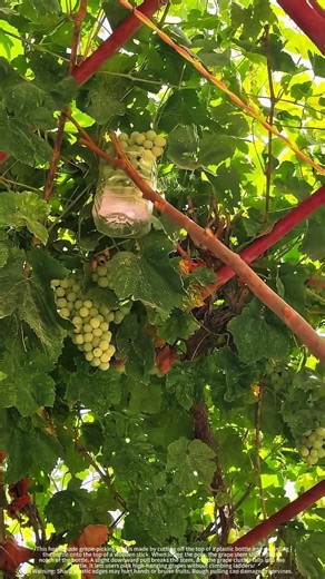 Plastic‑bottle homemade grape‑picking tool