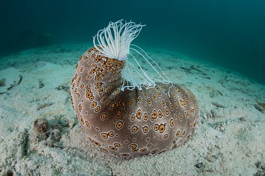 What Is a Sea Cucumber?