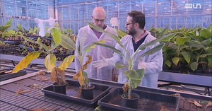 La banane mise en danger par un champignon !