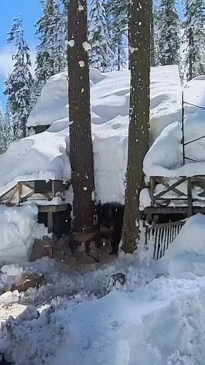 Feola Timber Falling (@feolatimber)’s videos with Back In Black - AC/DC