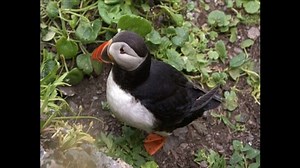 Puffin
