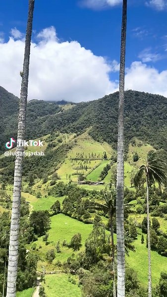 Descubre la belleza del Valle del Cocora