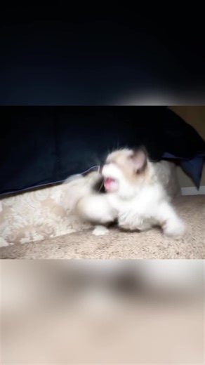 Hilarious Talking Kitty Cat Moments