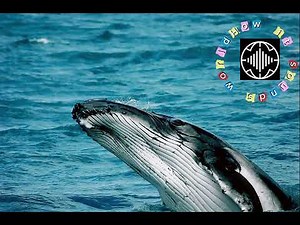 What does a whale sound like | Real whale sound