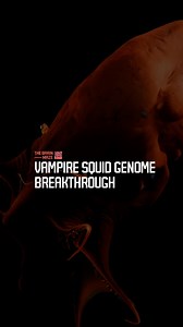 Vampire Squid Genome Breakthrough - What ancient secrets hide inside the colossal genome of the so called vampire squid, and why do studies published in iScience suggest it may hold the key to cephalopod origins? If you’re enjoying the content and want to support us, consider subscribing! | The Brain Maze