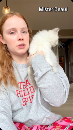 Our sweet Beau💙💙 blue bicolor ragdoll kitten #rustsragdolls #ragdollworld #ragdollkitten #ragdolladdicted #ragdolloftheday #ragdolllife #ragdollkittensofinstagram | Rusts Ragdolls