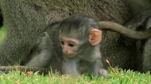 203K views · 1.9K shares | A baby monkey takes some of its first...