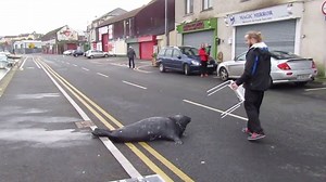 2.6M views · 22K reactions | 'Sammy the Seal' begs for fish outside a seafood restaurant in Wicklow every day! (via Worldstar Bogan) | 98FM | Facebook