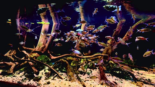 Dawkinsia Filamentosa: Perfect Biotope Setup