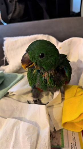 My African Grey Didn’t Care About the New Baby Eclectus #parrot #cute #eclectus #baby #africangrey