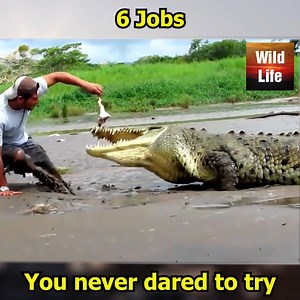 6 jobs you never dared to try | Wildlife