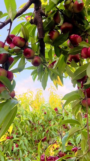 20K views · 409 reactions | A fruity explosion of colors  | Fruit Farm | Facebook