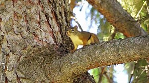Watch a lively squirrel as it scurries on the ground, collecting seeds before swiftly climbing up a tall pine tree.