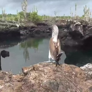 A Blue-footed Booby proudly showing off their very impressive feet | II M O L e c U L E II