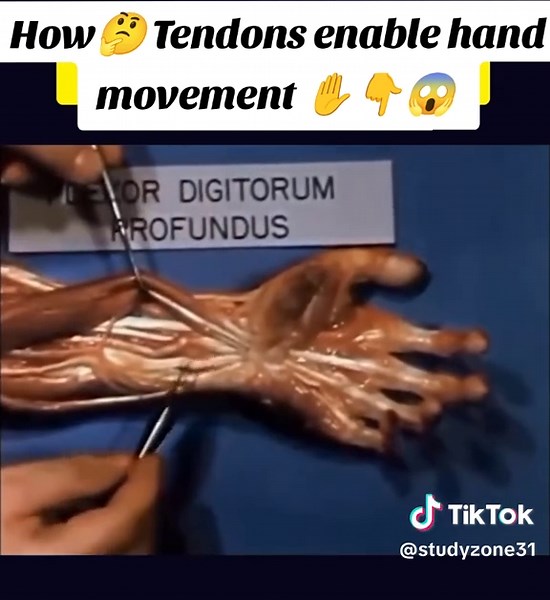 How Tendons Enable Precise Hand Movement Explained