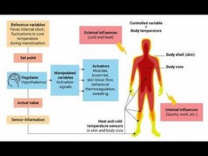 Ways to take temperature of the body; oral thermometers, Mercury thermometers and non contact infrar