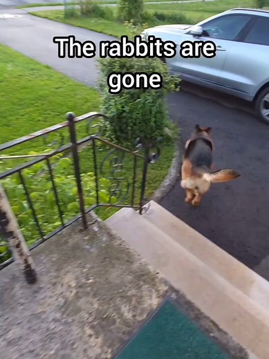 Missing German Shepherd: Owner Worried After Dogs Disappear