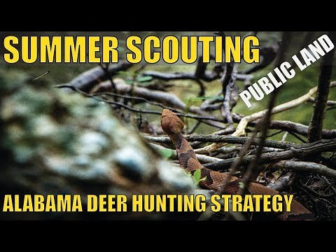 Scouting Deer in the Summer - Alabama Public Land Hunting Strategy