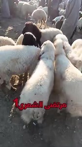 20K views · 509 reactions | اسعار الطيان الهرفيه في محافظة ذي قار قضاء الرفاعي سوق مواشي الرفاعي . برأيكم الاسعار غاليه لو رخيصه . | عمـر الـطلـب | Facebook