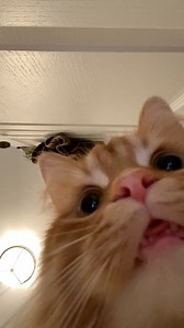 I've always found it funny how cats hate closed doors and always need to know what's on the other side! Try this cute little trend for yourself and slide your phone under a closed door to see how your cat will react. The cuteness is unbearable! 🧡💙💚 | The Oreo Cat