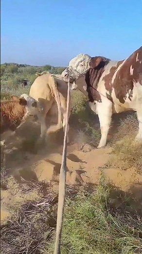 Daily life diary of a rural cattle farmer #106