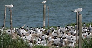 A flock of Mediterranean gull,( Ichthyaetus melanocephalus), during the egg incubation time, Camargue, France