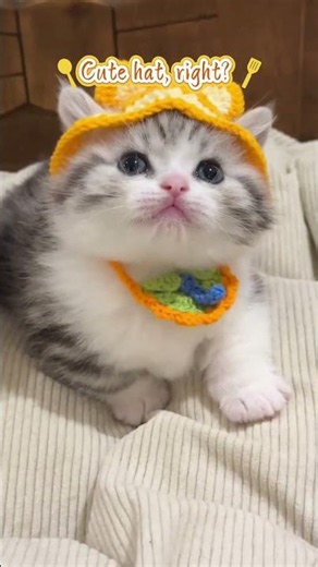 See the kitty wearing a hat ？#cat #catvideos #pets #cutecat #kitten #funnycats