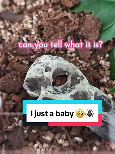 Baby Tarantulas: Protecting the Adorable Wildlings